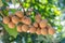 Longan orchards - Tropical fruits young longan in Thailand