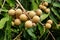 Longan orchards - Tropical fruits young longan in Thailand farm