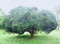 Longan tree