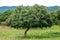 Longan tree in the agriculture