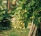 Longan trees with young fruits