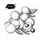 Longan vector drawing. Hand drawn tropical fruit illustration. Engraved summer fruit.