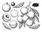 Longan vector drawing set. Hand drawn tropical fruit illustration. Engraved summer fruit.