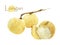 Longan. watercolor illustration tropical fruit. Hand drawn on white background