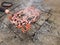 Longanizas, butifarras, lamb ribs and chorizos sausages in a barbecue ready to be cooked