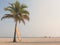 Longboard surfboard leaning against a coconut tree by the sea