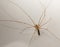 Longbodied Cellar Spider