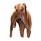 Longdog dog digital art illustration isolated on white