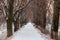 Longest european linden alley in winter