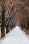 Longest european linden alley in winter