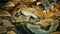 The longest snake in the world - Asia`s giant Reticulated Python. Quietly asleep, curled into a ring