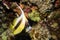 Longfin bannerfish in egypt