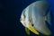 Longfin batfish