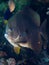 Longfin spadefish