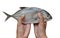 Longfin trevally or Giant kingfish Caranx ignobilis is marine animal holding by hand woman on white background