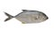Longfin trevally or Giant kingfish Caranx ignobilis is marine animal on white background