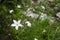 Longflower tobacco, long-flowered tobacco, Nicotiana longiflora, a white little flower