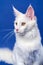 Longhair cat breed American Coon Cat. Portrait of white color female cat on blue background