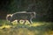 Longhair cat outdoors walking on meadow