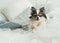 Longhair Chihuahua Dog on Light Textile Decorative Coat for a Modern Bed in House or Hotel