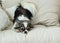 Longhair Chihuahua Dog on Light Textile Decorative Coat for a Modern Bed in House or Hotel