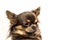 Longhair chihuahua - Portrait Head