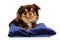 Longhair Chihuahua resting on dark blue pillow