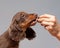 Longhair dachshund studio shot. Portrait of eating puppy on light grey background. Pet eats out of hand