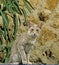 Longhair Oriental Domestic Cat