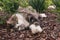 Longhair ragdoll cat lying on bark mulch in ornamental garden
