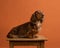 Longhair red dachshund studio shot. Portrait of beautiful dog on colorful background. Pet sits on a wooden stool