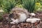 Longhair tabby cat resting on bark mulch in ornamental garden