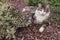 Longhair tabby cat resting on bark mulch in ornamental garden