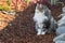 Longhair tabby cat sitting on bark mulch in formal garden