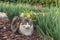 Longhair tabby cat sitting on bark mulch in ornamental garden