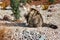 Longhair tabby cat sitting on white pebbles in rock garden with blurred background