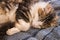 Longhair tabby kitten sleeping on bed