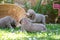 Longhair Weimaraner puppies playing with a beach chair in the green meadow in the garden. Pedigree long haired Weimaraner puppies