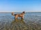 Longhair Weimaraner standing in the sea under the sunlight and a blue sky at daytime