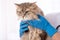 Longhaired cat in hands of vet doctor