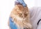 Longhaired cat in hands of vet doctor