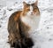 The Longhaired cat sitting on the snow