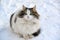 Longhaired cat sitting on the snow