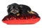 Longhaired Chihuahua puppy on red pillow