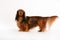 Longhaired dachshund dog