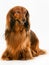 Longhaired dachshund dog