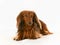 Longhaired dachshund dog