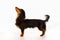 Longhaired dachshund dog