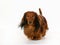 Longhaired dachshund dog