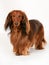 Longhaired dachshund dog